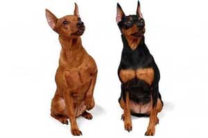 Cuidado de perro Pinscher Miniatura