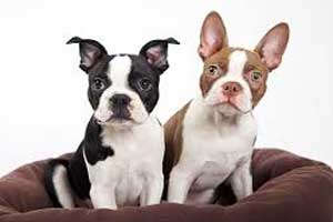 Cuidados de perro Boston Terrier