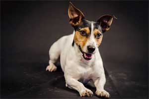Cuidados de perro Teddy Roosevelt Terrier