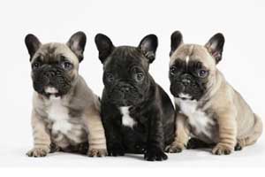 Cuidados de perro Bullhuahua Cuidados de perro Bullhuahua