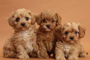 Cuidados de perro Cavoodle o Cavapoo Cuidados de perro Cavoodle o Cavapoo