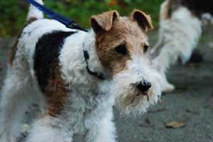 Cuidados de perro Fox Terrier de pelo duro