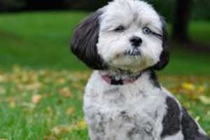 Cuidados de perro Zuchón o Shichón
