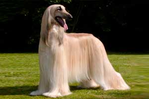 AFGHAN HOUND: 1.000 y 6.000 euros AFGHAN HOUND: 1.000 y 6.000 euros