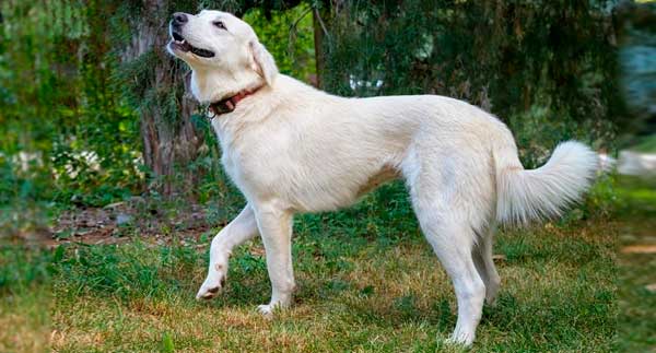 AKBASH DOG