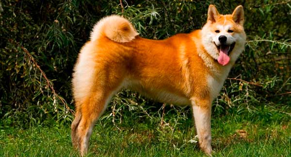 AKITA INU