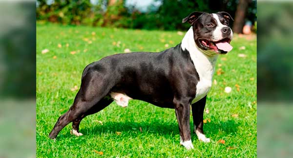 AMERICAN STAFFORDSHIRE TERRIER