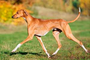 AZAWAKH: 2.000 y 6.000 euros AZAWAKH: 2.000 y 6.000 euros