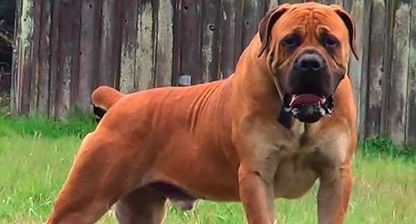 BOERBOEL