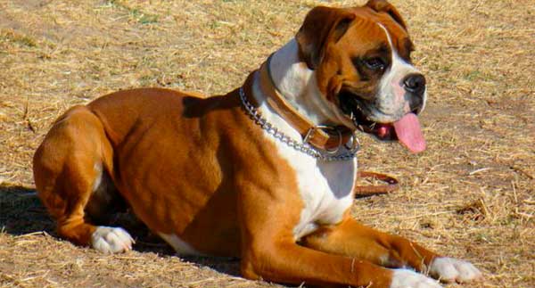 BOXER