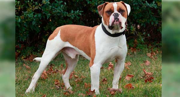 BULLDOG AMERICANO