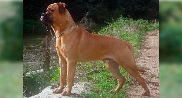 BULLMASTIFF INGLÉS