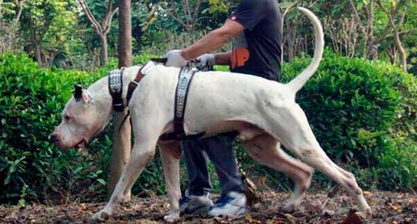 BULLY KUTTA