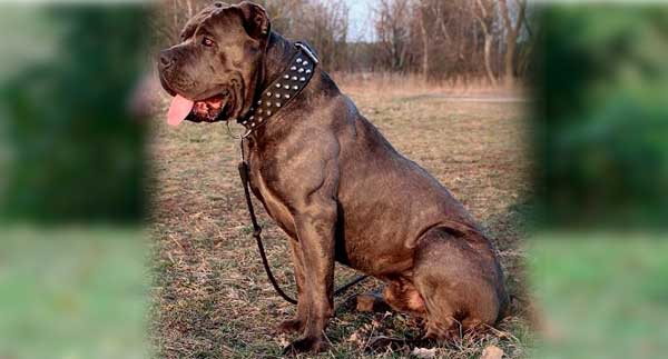 Bandog o Bandogge