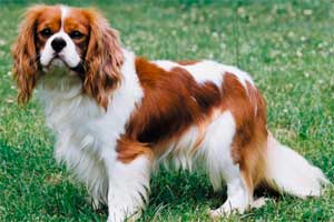 CAVALIER KING CHARLES SPANIEL: 1.000 y 13.000 euros CAVALIER KING CHARLES SPANIEL: 1.000 y 13.000 euros