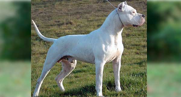 DOGO ARGENTINO