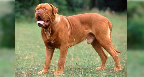 DOGO DE BURDEOS