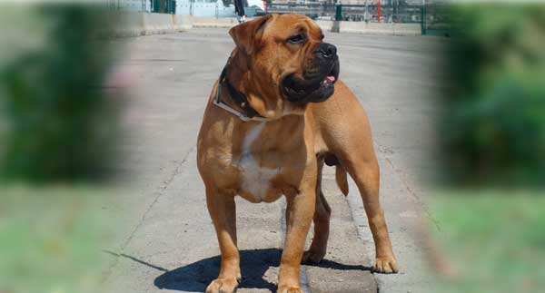 DOGO MALLORQUÍN O PERRO PRESA DE MALLORCA