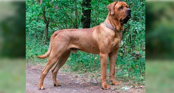 FILA BRASILEIRO