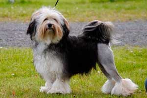 LOWCHEN: 1.000 y los 7.000 euros LOWCHEN: 1.000 y los 7.000 euros