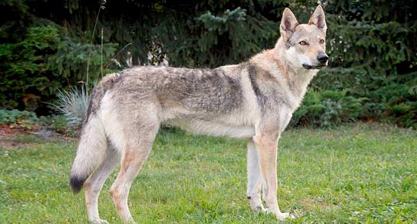 PERRO LOBO CHECOSLOVACO