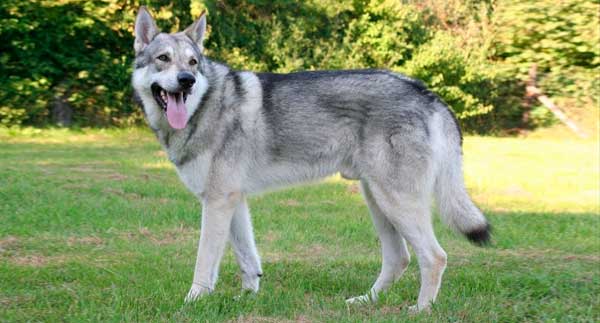PERRO LOBO DE SAARLOOS O SAARLOOS WOLFHOUND
