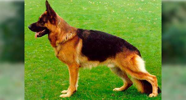 PERRO PASTOR ALEMÁN O LOBO DE ALSACIA