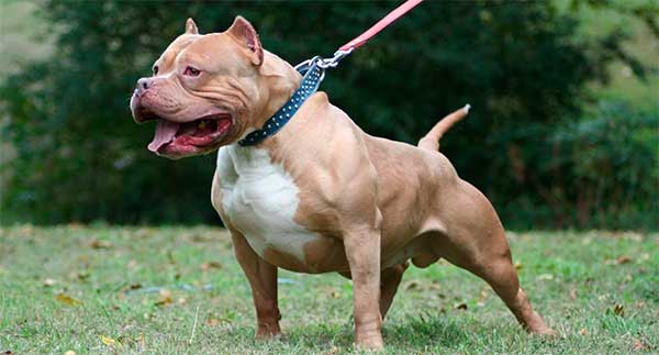 PITBULL TERRIER AMERICANO