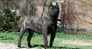 Raza de perro Presa Canario o Dogo Canario