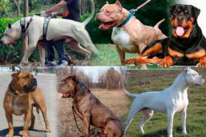 Perros prohibidos en algunos países