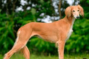 SALUKI: 1.000 y 2.500 euros SALUKI: 1.000 y 2.500 euros