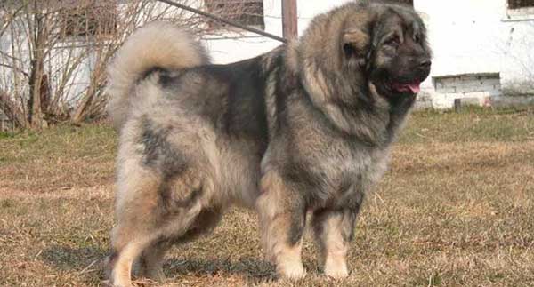 SARPLANINAC O PERRO PASTOR YUGOSLAVO DE CHARPLANINA