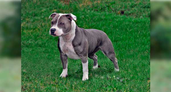 STAFFORDSHIRE BULL TERRIER