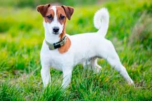 Jack Russell Terrier