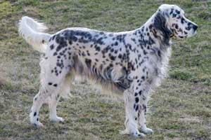 English Setter