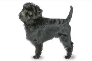 Affenpinscher
