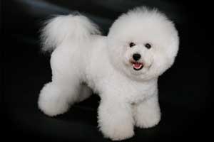 Bichón Frisé