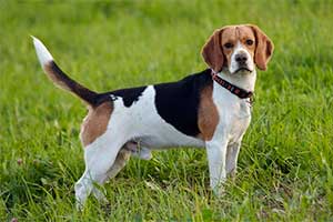 Foxhound Inglés