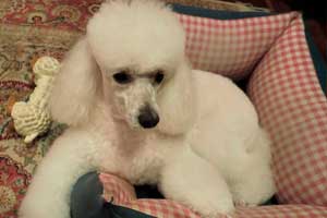 Labrapoodle o Labradoodle