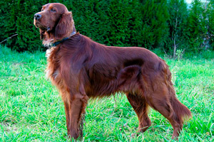 Setter Irlandés o Irish Setter
