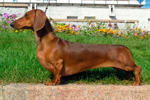 Teckel o Dachshund Teckel o Dachshund