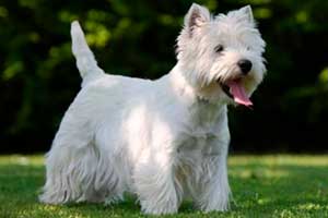 West Highland White Terrier