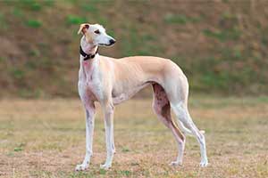 Galgo Español