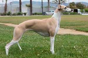 Whippet