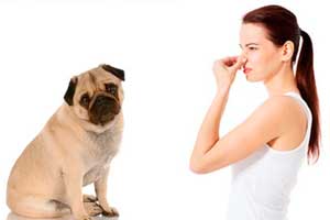 Razas de perros que más huelen: con peor olor