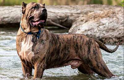 Cuidados Presa Canario Cuidados Presa Canario