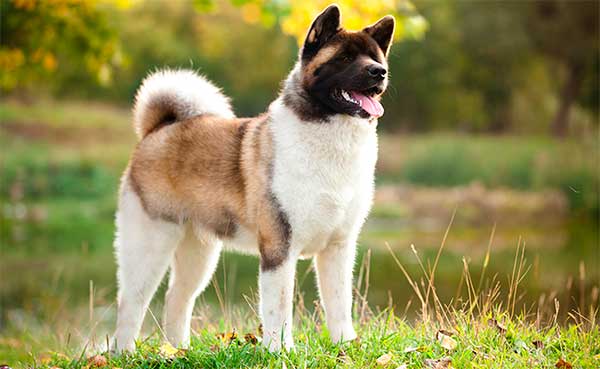 Akita americano cuidados