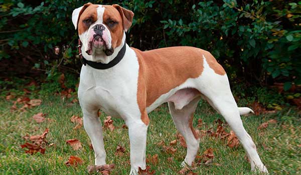 Cuidados Bulldog americano