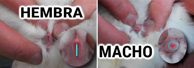 Cómo saber si es conejo o coneja Cómo saber si un conejo es hembra o macho